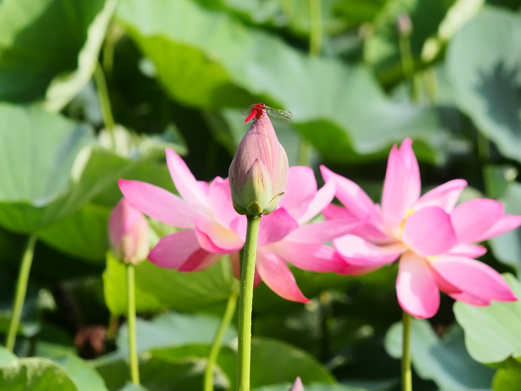水元公園の蓮14