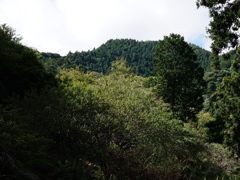 両神山麓花の郷ダリア園4