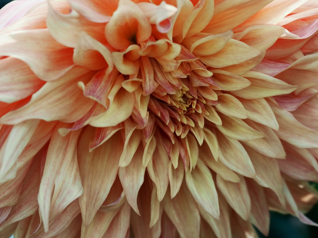 両神山麓花の郷ダリア園14