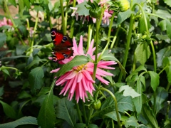 両神山麓花の郷ダリア園10