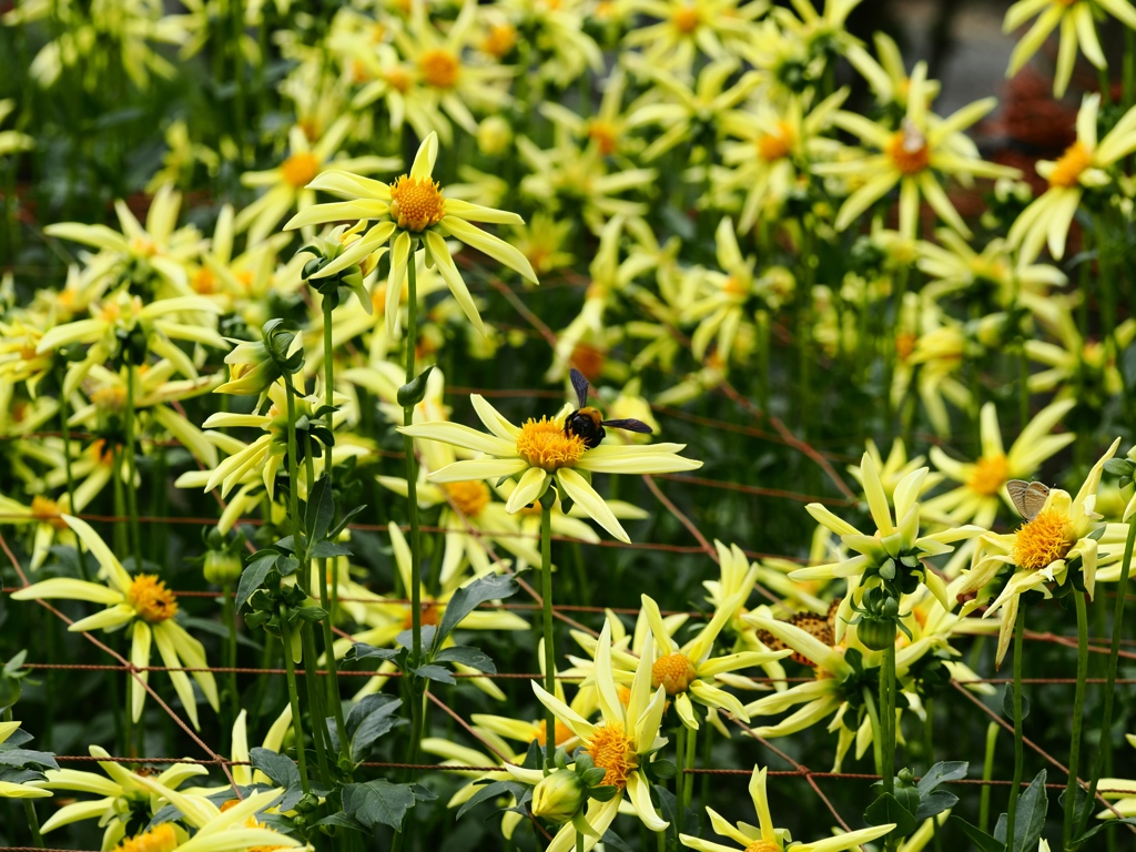 両神山麓花の郷ダリア園56
