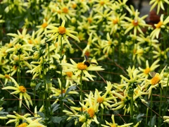 両神山麓花の郷ダリア園56