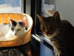 猫まるカフェ27