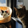 猫まるカフェ27