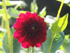 両神山麓花の郷ダリア園48
