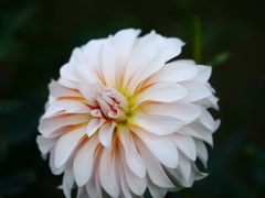 両神山麓花の郷ダリア園42