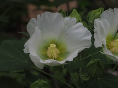 向島百花園10
