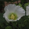 向島百花園10
