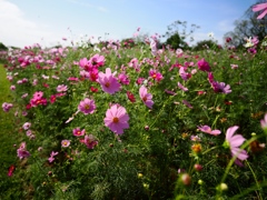 江戸川松戸フラワーライン5
