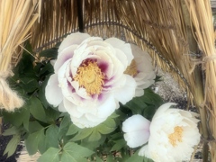 冬ぼたんiPhone13