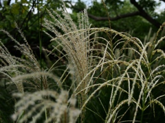 向島百花園40