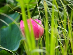 水元公園の蓮12