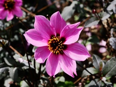 両神山麓花の郷ダリア園7