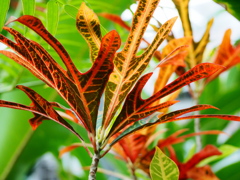 熱帯植物園31