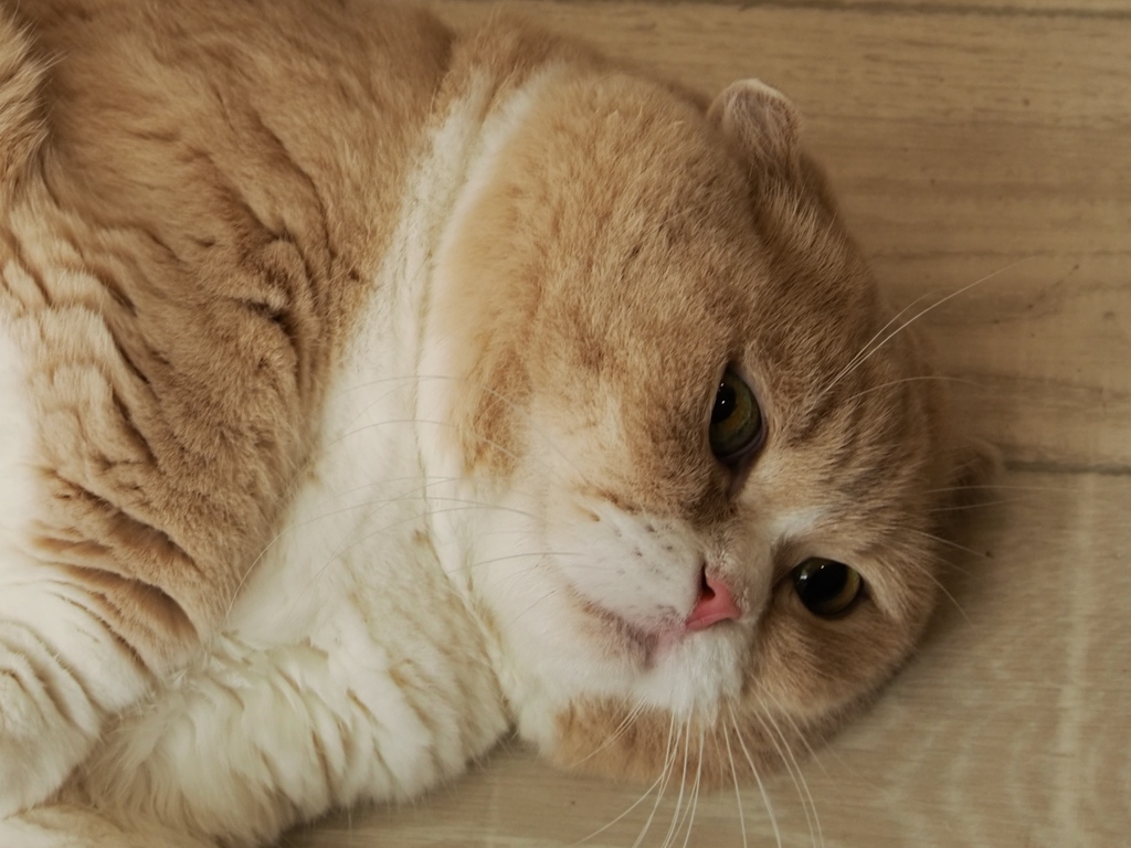 猫まるカフェ5