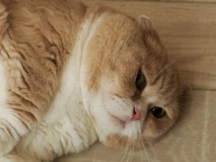 猫まるカフェ5