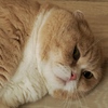 猫まるカフェ5