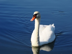 大津川と手賀沼1