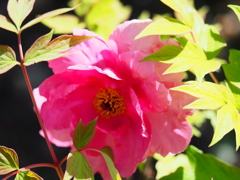4月の堀切菖蒲園7