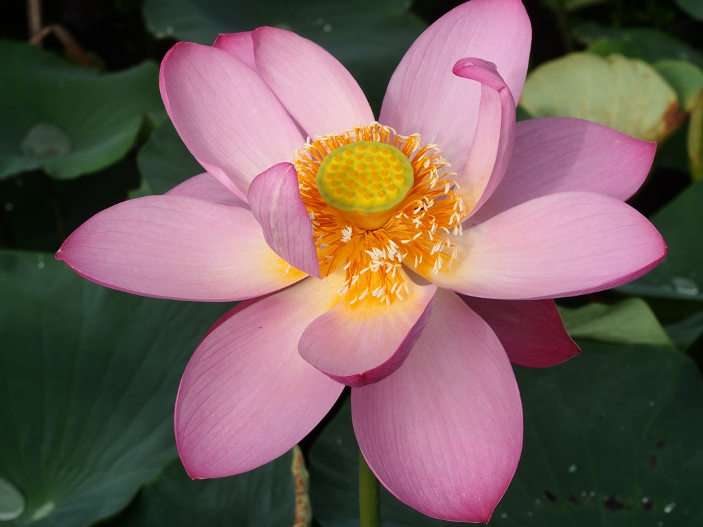 水元公園の蓮8