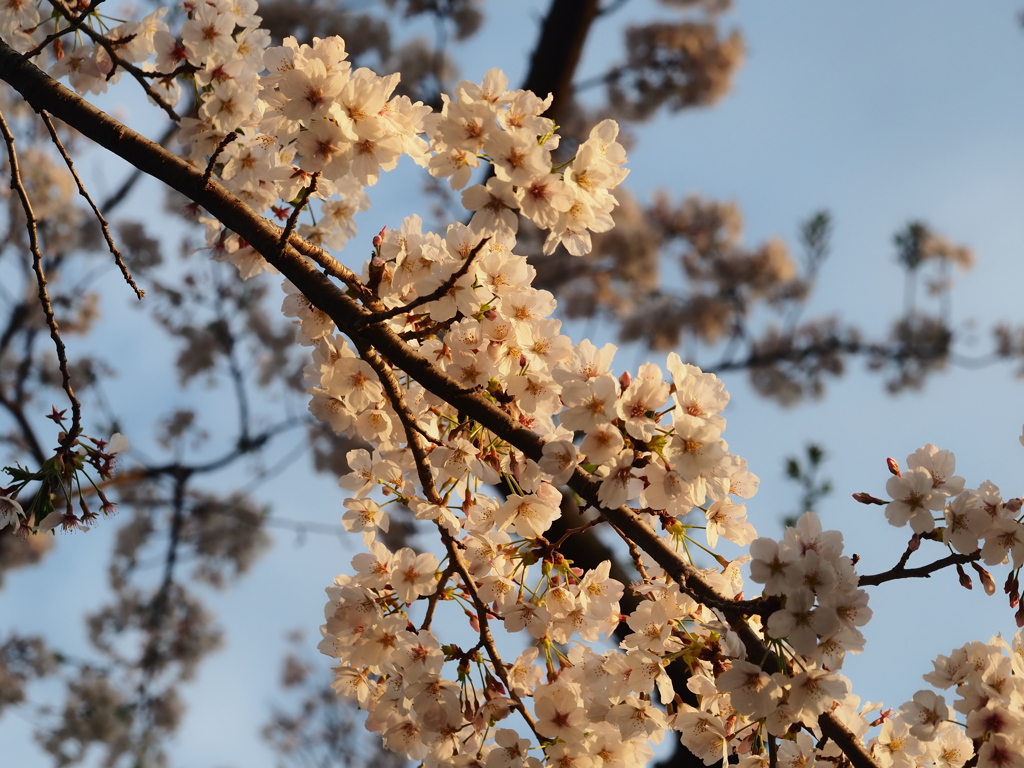水元公園の桜3