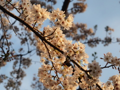 水元公園の桜3