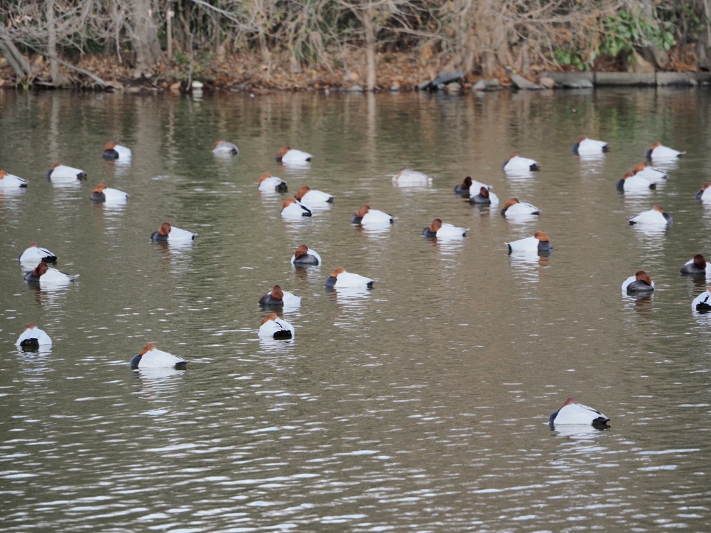 水元公園の鳥22