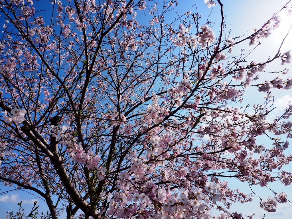 小貝川の桜7