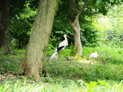 市川動植物園16