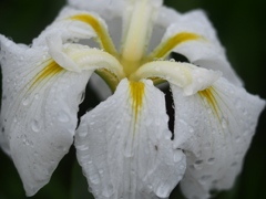 小岩菖蒲園の花菖蒲10