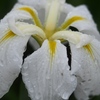 小岩菖蒲園の花菖蒲10