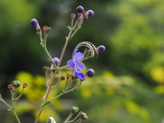 向島百花園14