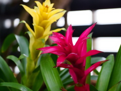 熱帯植物園32