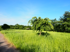 小貝川と常総の野15