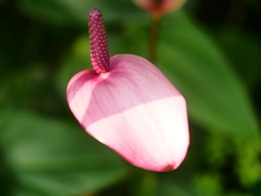 市川動植物園36