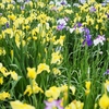 小岩菖蒲園の花菖蒲4