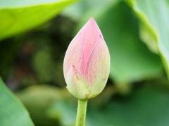 水元公園の蓮20