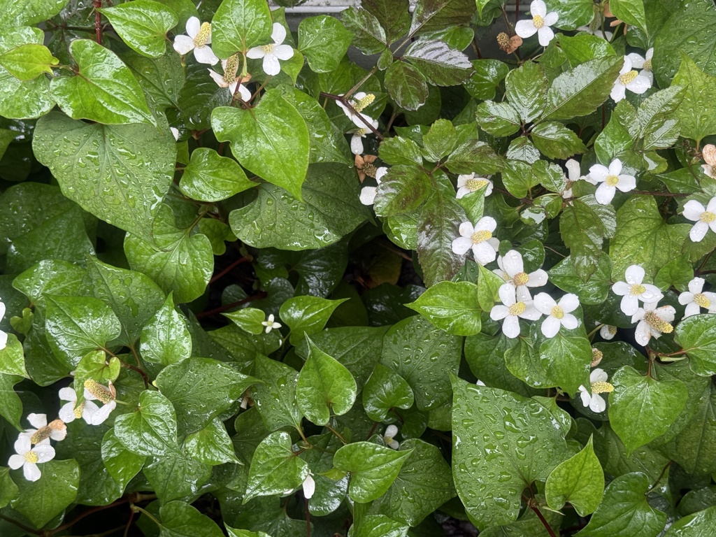 雨のドクダミ