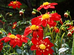 両神山麓花の郷ダリア園12