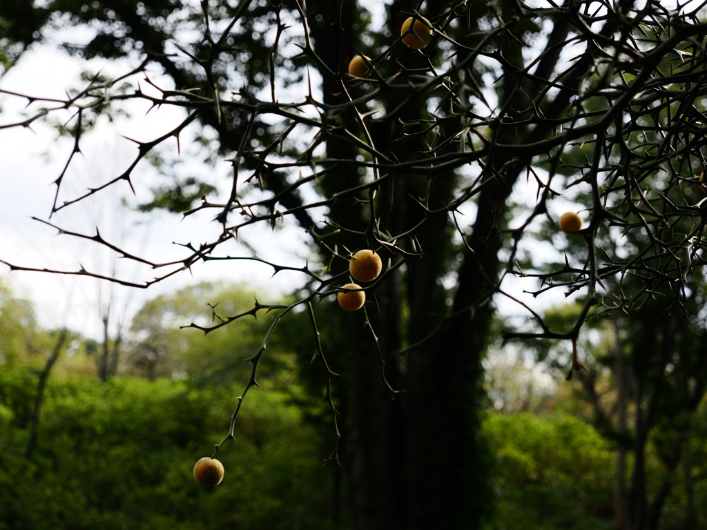 府中郷土の森公園29