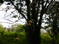 府中郷土の森公園29