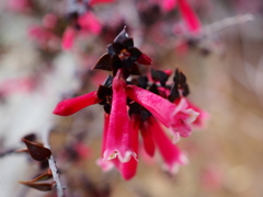 熱帯植物園29