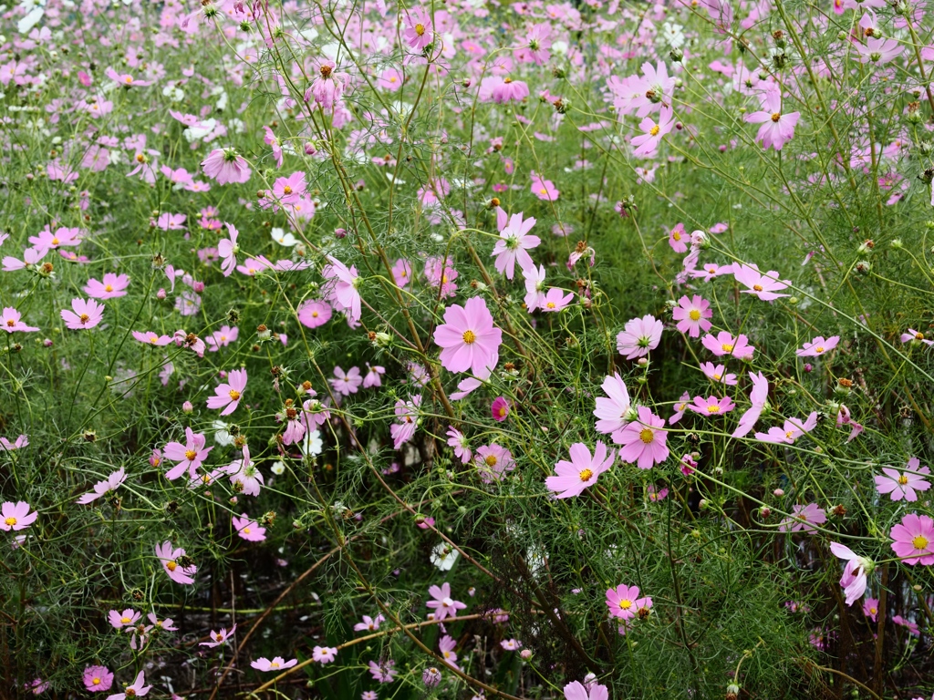 秩父の野1