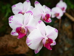 熱帯植物園15