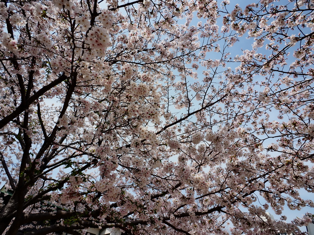 新川千本桜3