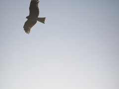 葛西臨海公園11