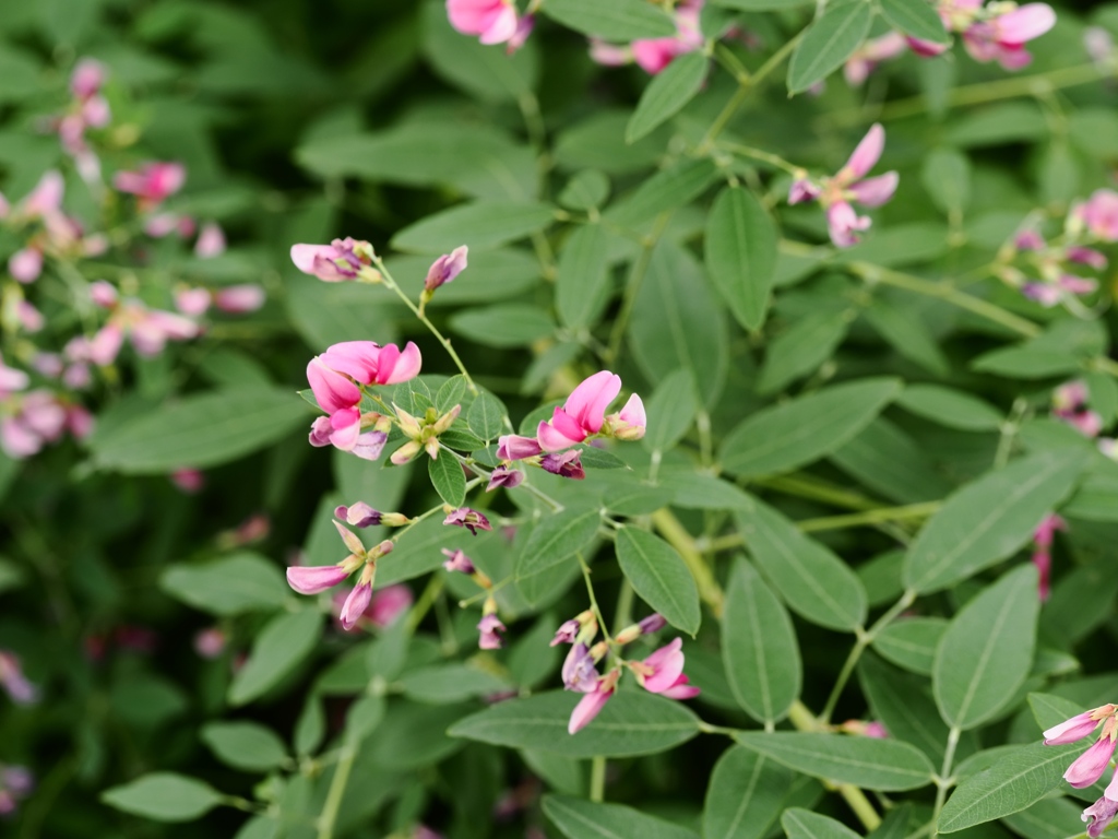 向島百花園3