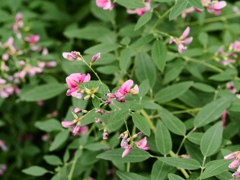 向島百花園3