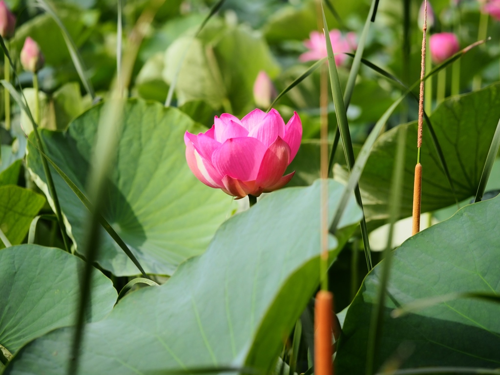 水元公園の蓮6