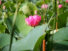 水元公園の蓮6